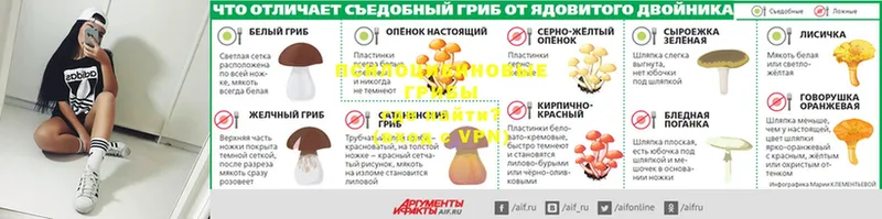 MEGA маркетплейс  Приморско-Ахтарск  Псилоцибиновые грибы прущие грибы  хочу  